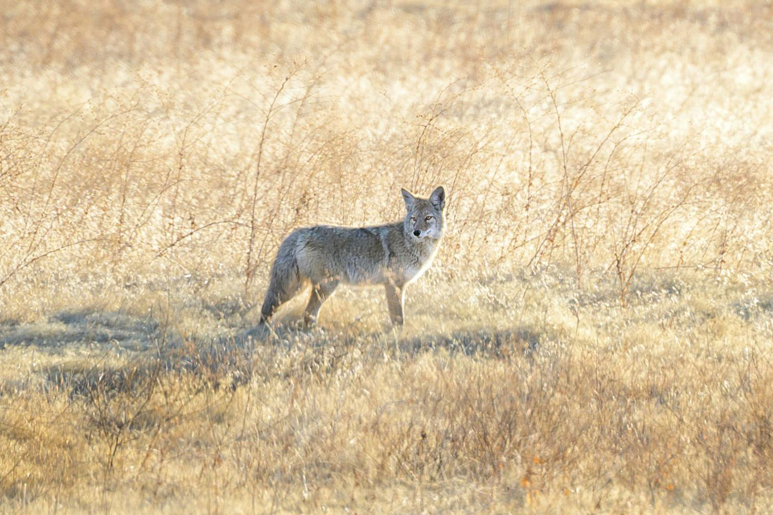 Coyote Spotted at the East End of Gleneagles View across from the Green